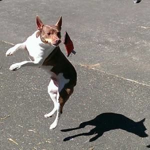 Meet your Posher, Robert